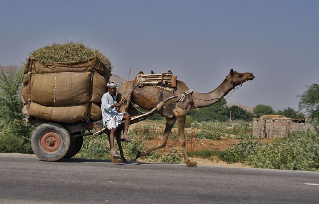 camel_cart_with_hay.jpg