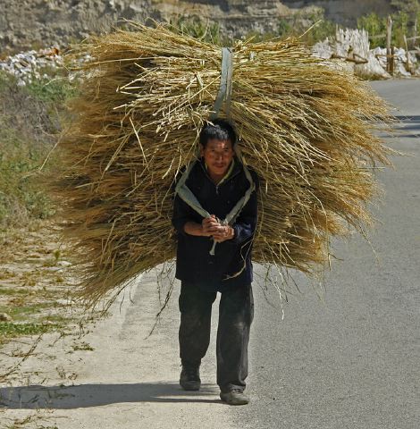 carrying_rice_paro_bhutan.jpg